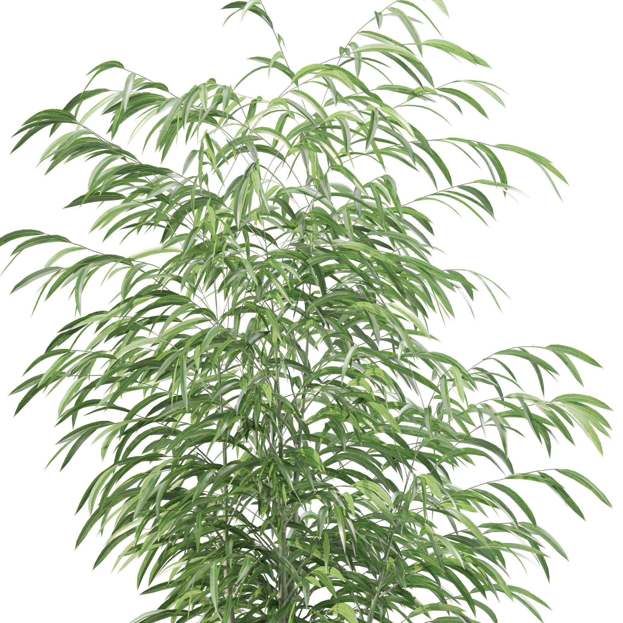 Plants collection 214 - bamboo croton fern ficus 3D model_8