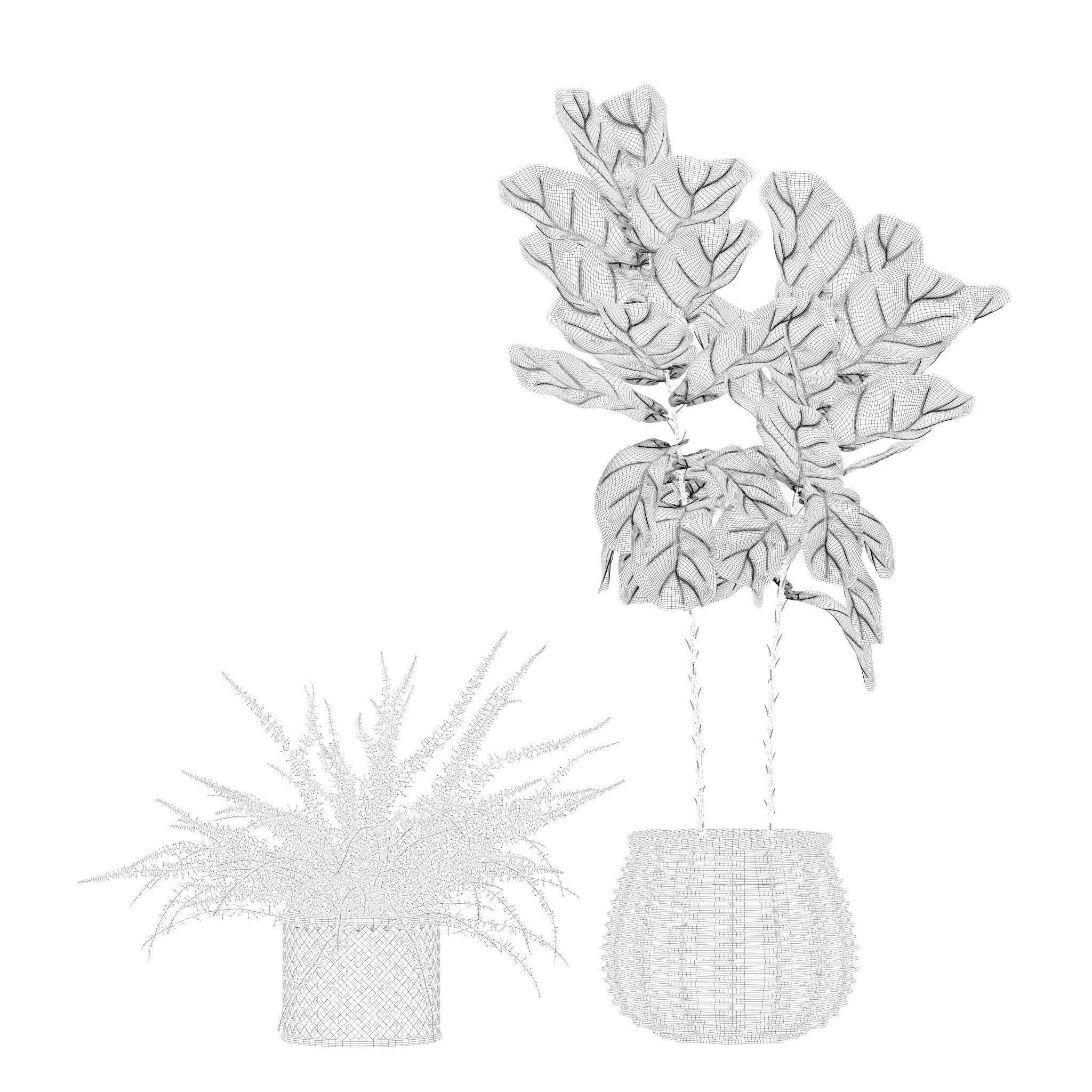 Plants collection 214 - bamboo croton fern ficus 3D model_13