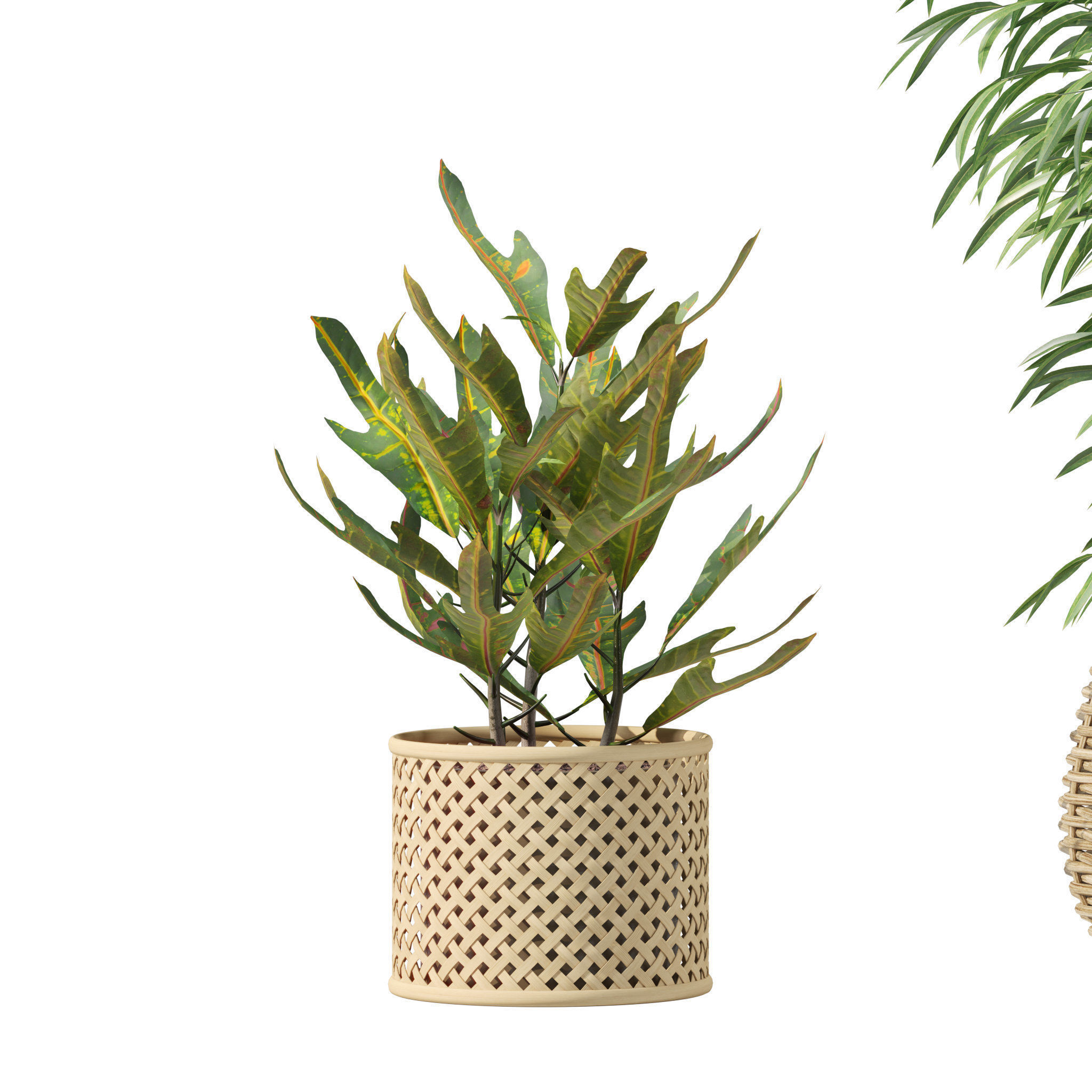 Plants collection 214 - bamboo croton fern ficus 3D model_9