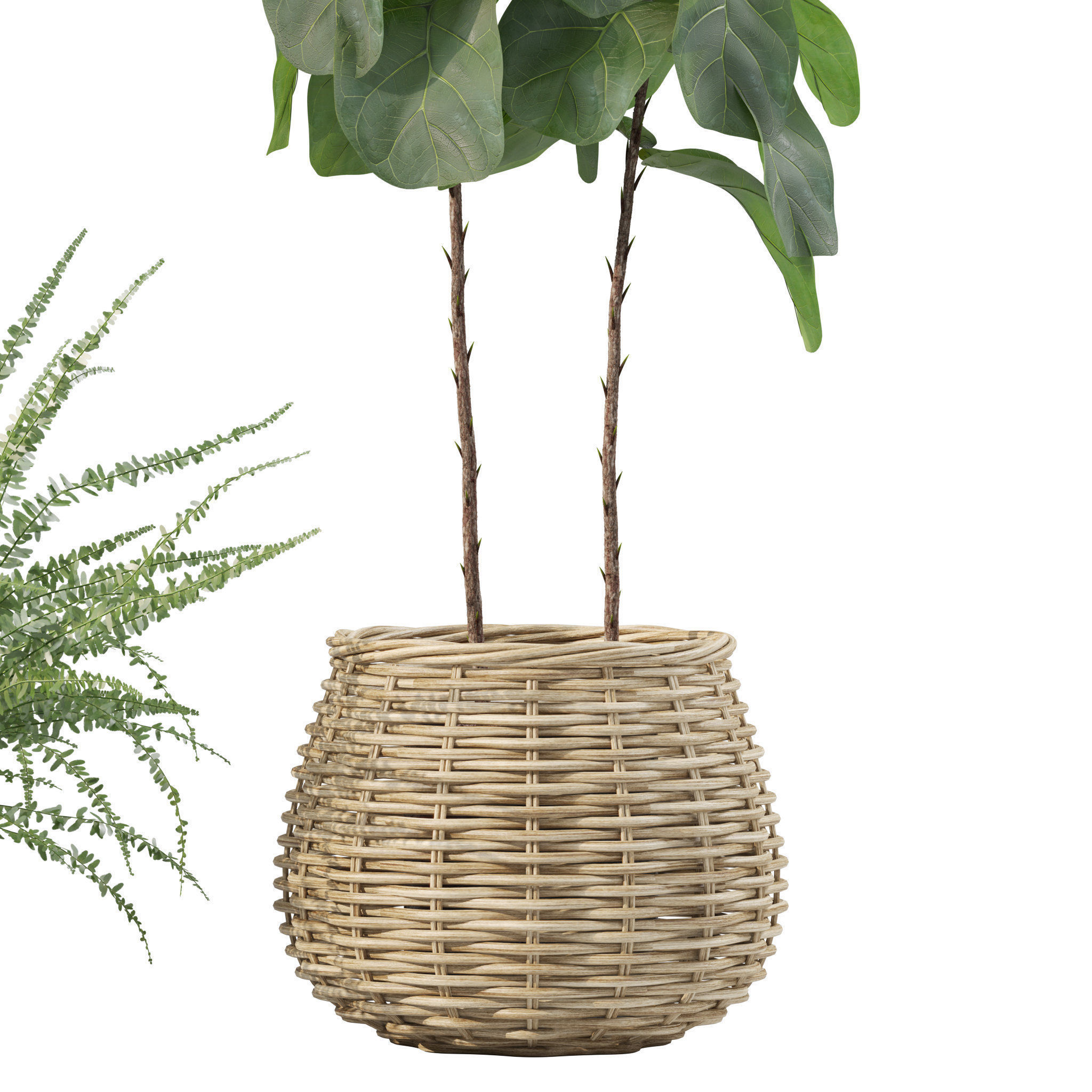 Plants collection 214 - bamboo croton fern ficus 3D model_6