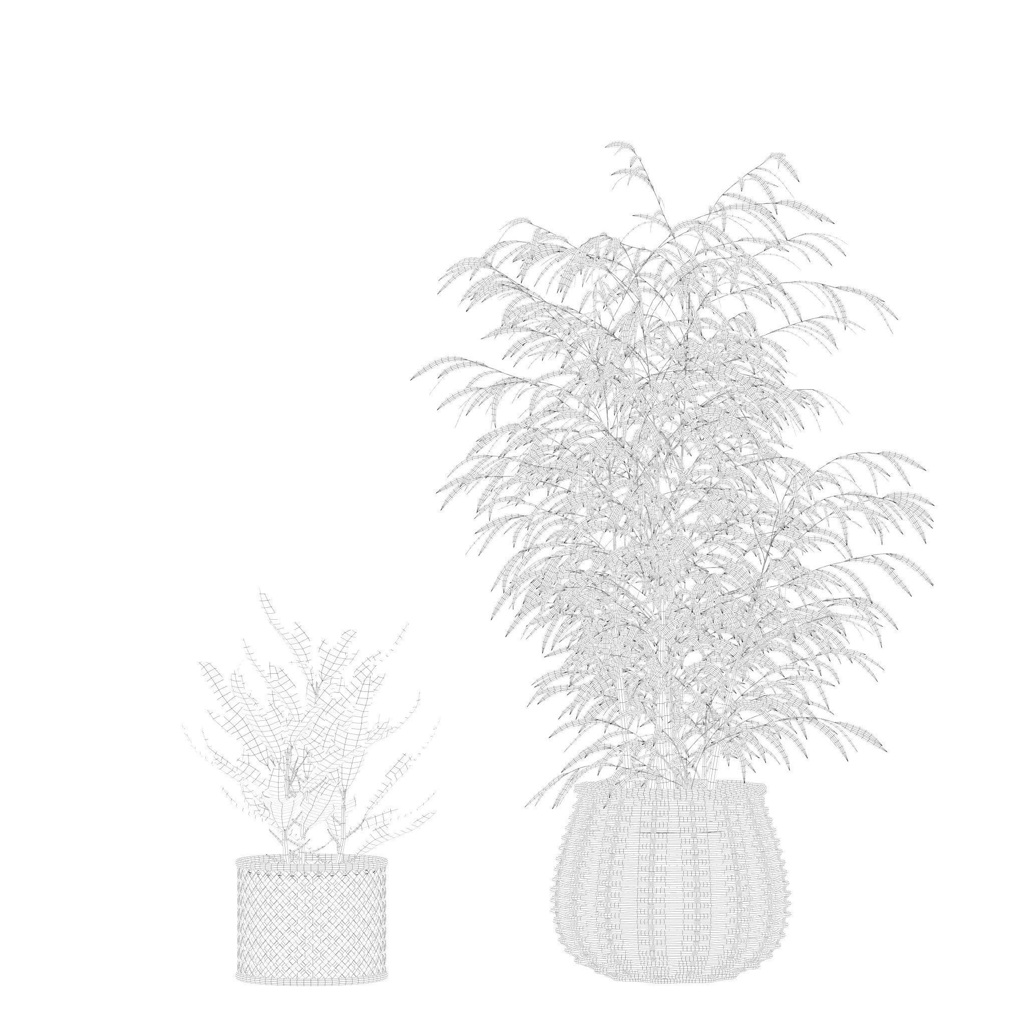 Plants collection 214 - bamboo croton fern ficus 3D model_12