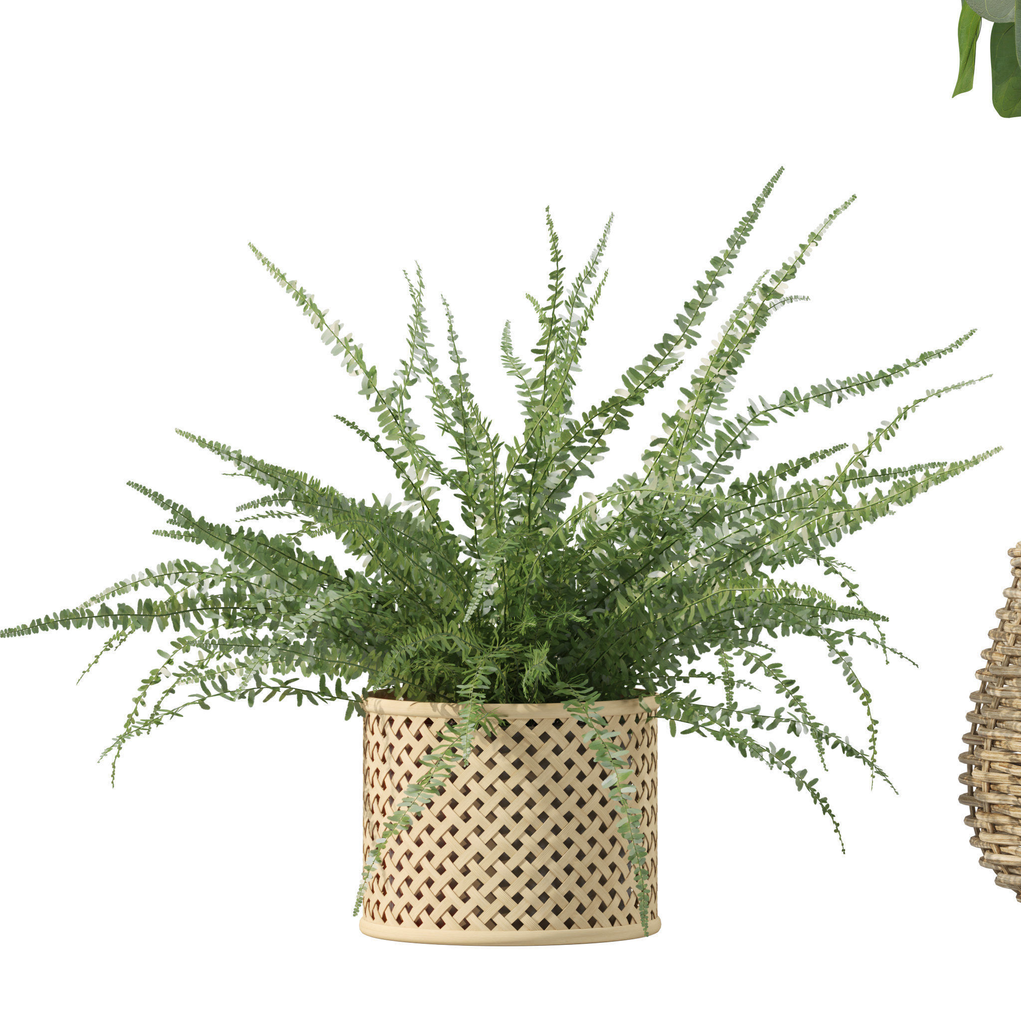 Plants collection 214 - bamboo croton fern ficus 3D model_5
