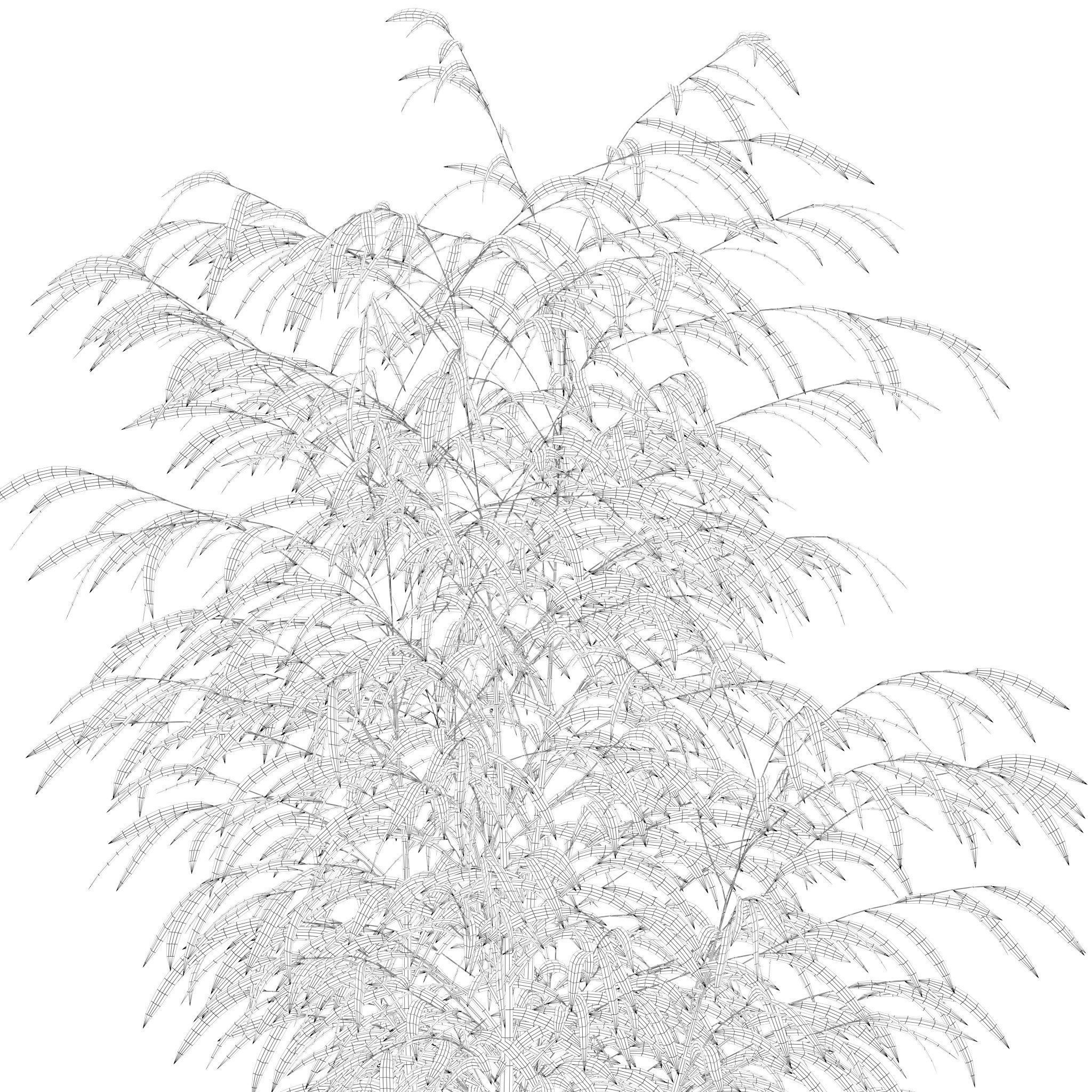 Plants collection 214 - bamboo croton fern ficus 3D model_19