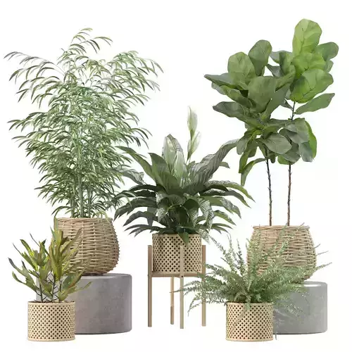 Plants collection 214 - bamboo croton fern ficus  3D model