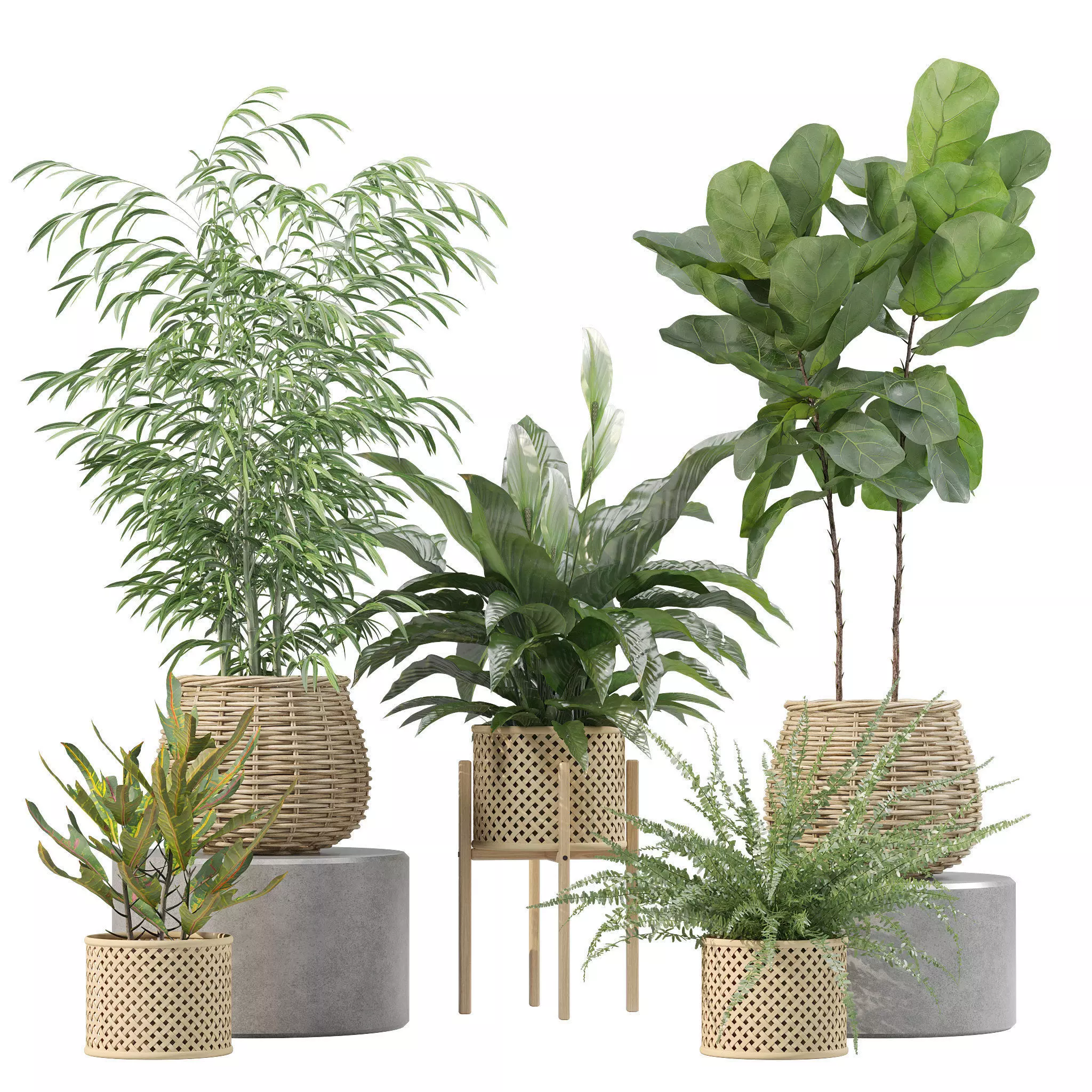 Plants collection 214 - bamboo croton fern ficus 3D model_0