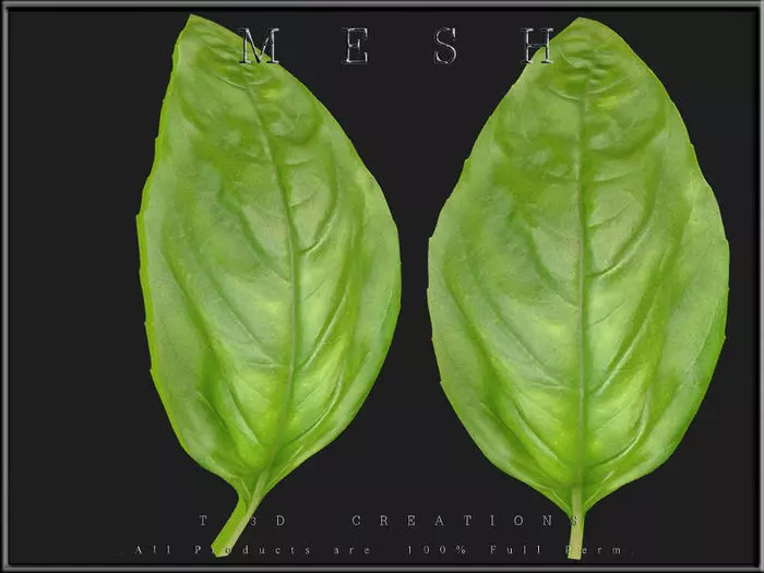 Basil Leaf Low-poly 3D model_0