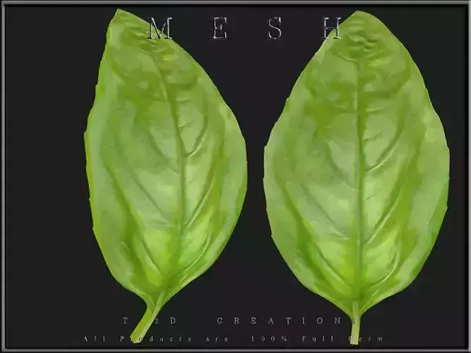Basil Leaf Low-poly 3D model