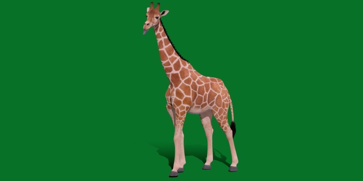 Reticulated Giraffe 3D model_22