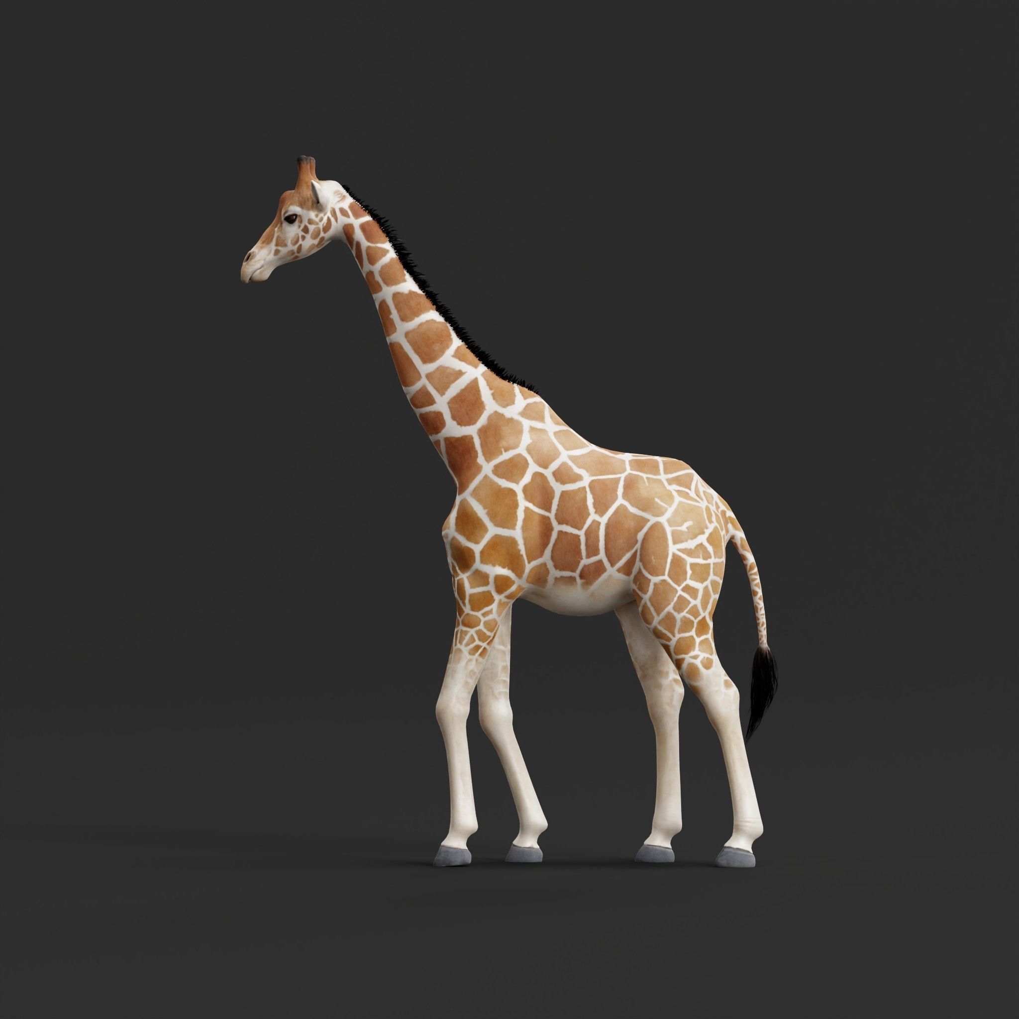 Reticulated Giraffe 3D model_6