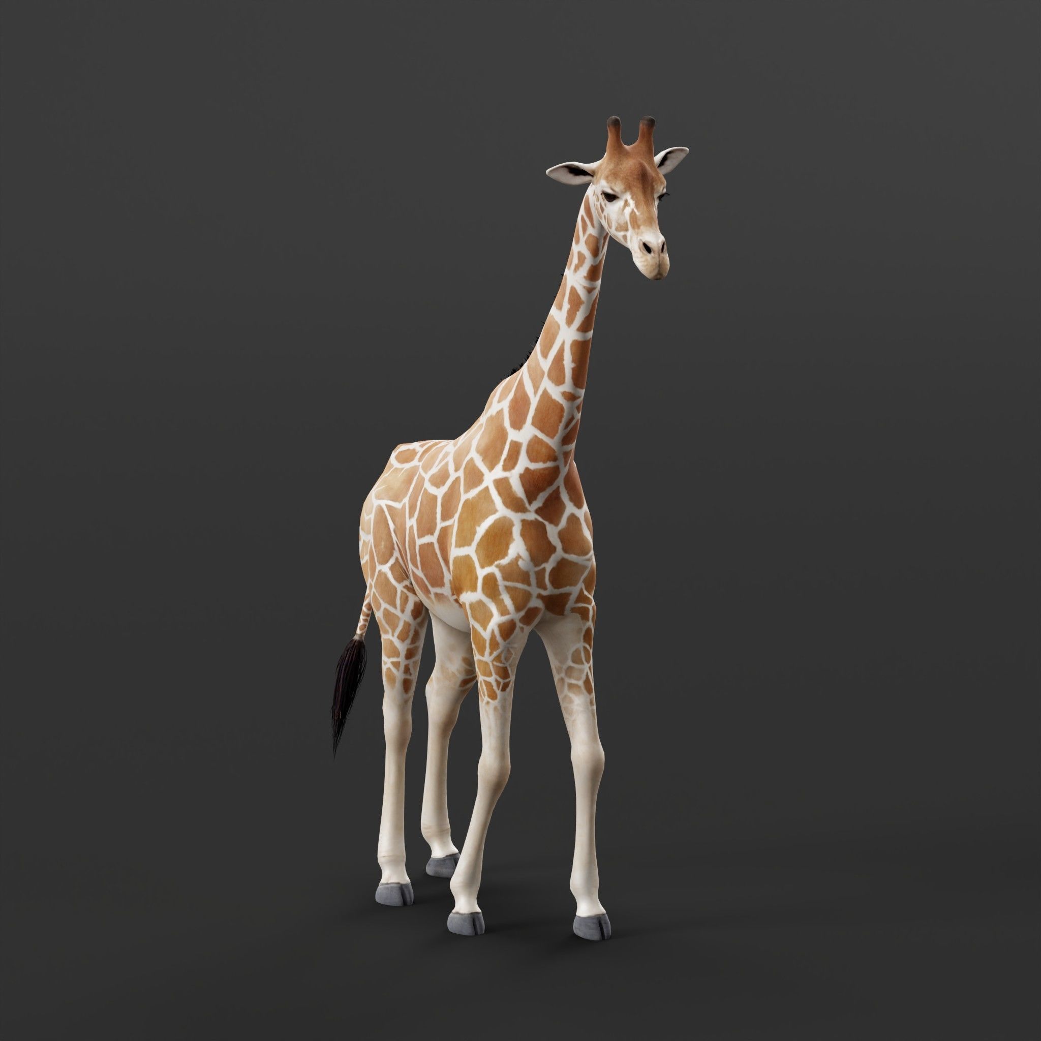 Reticulated Giraffe 3D model_3