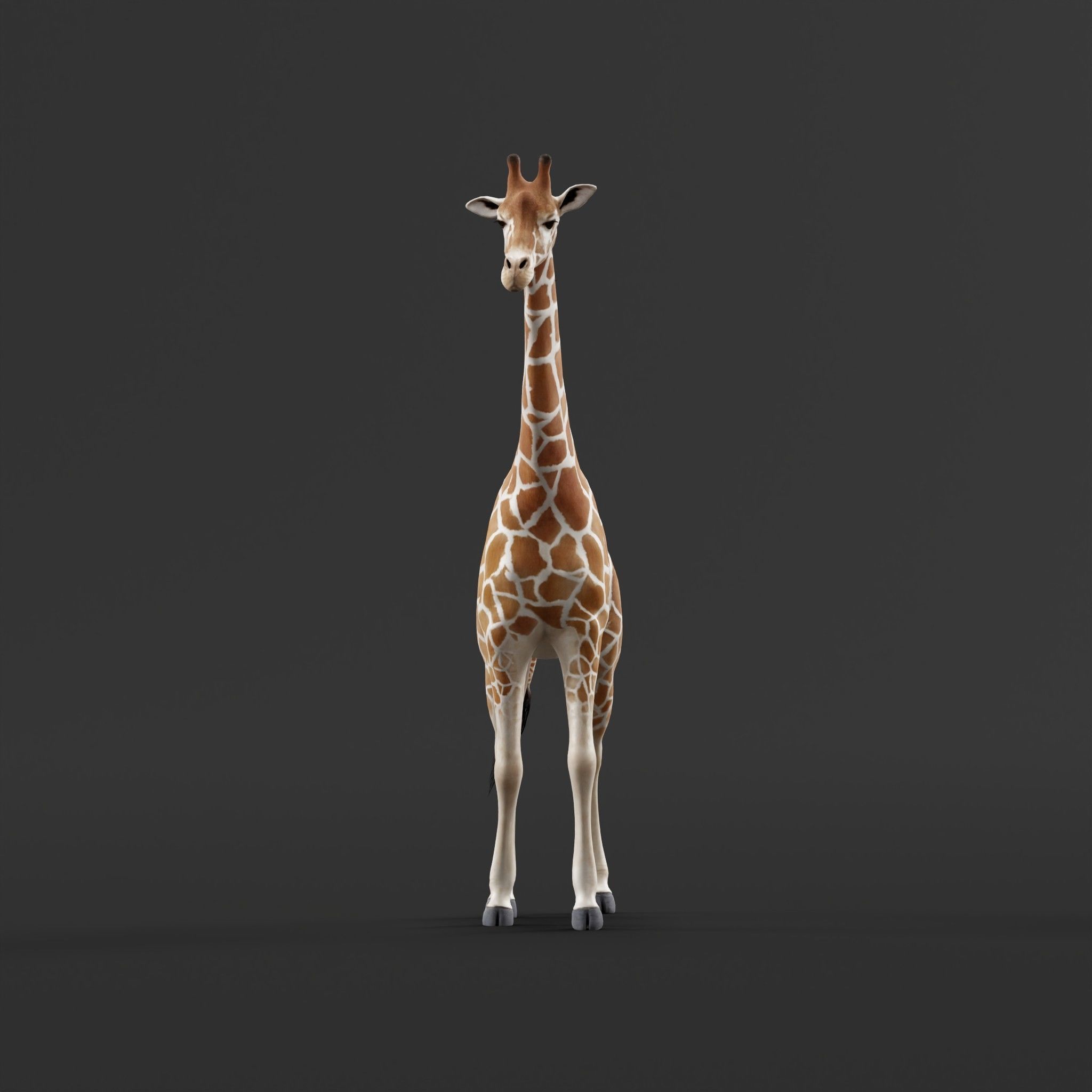 Reticulated Giraffe 3D model_4