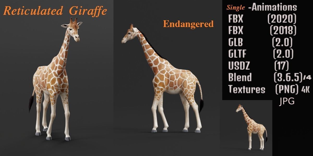 Reticulated Giraffe 3D model_2