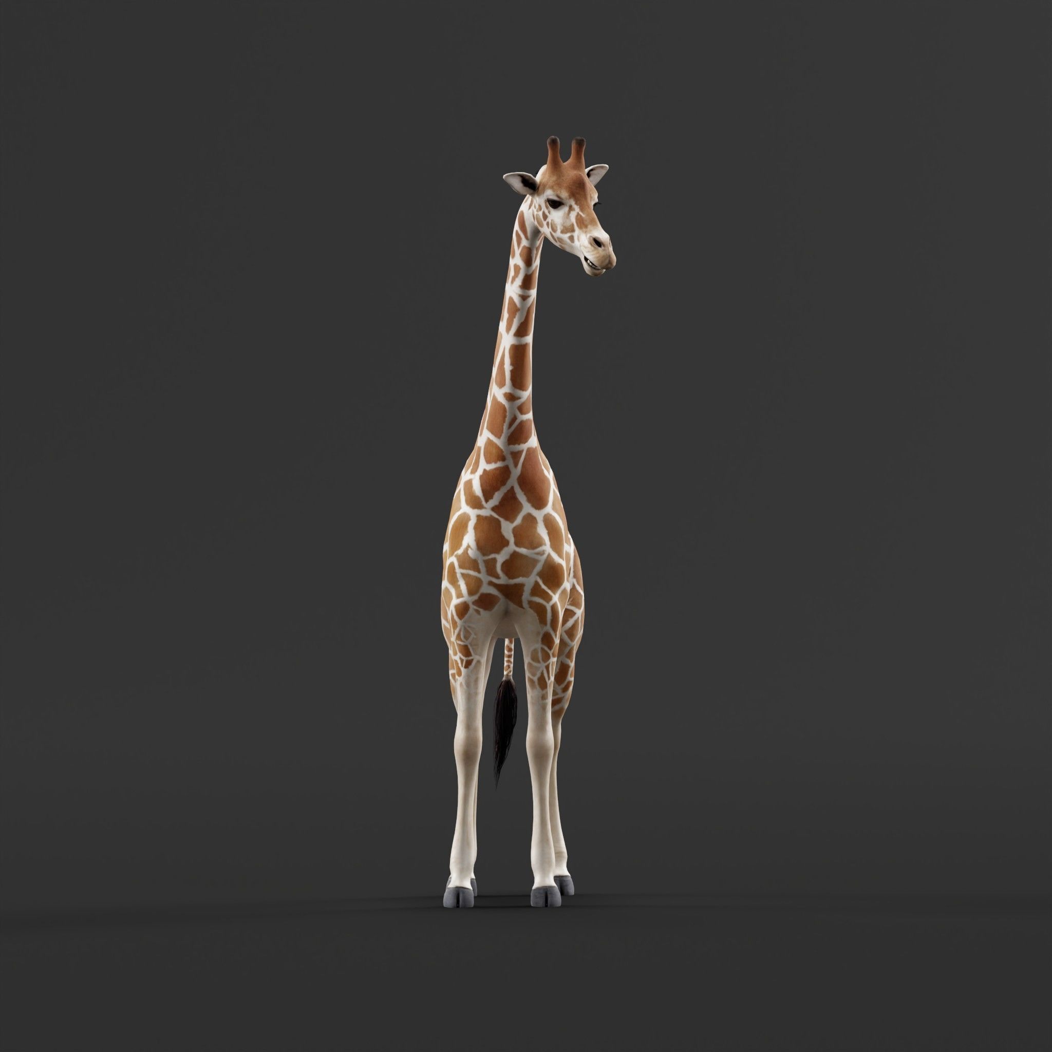 Reticulated Giraffe 3D model_8