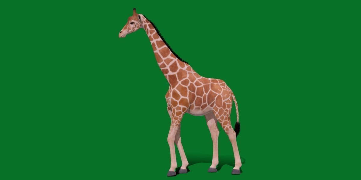 Reticulated Giraffe 3D model_10