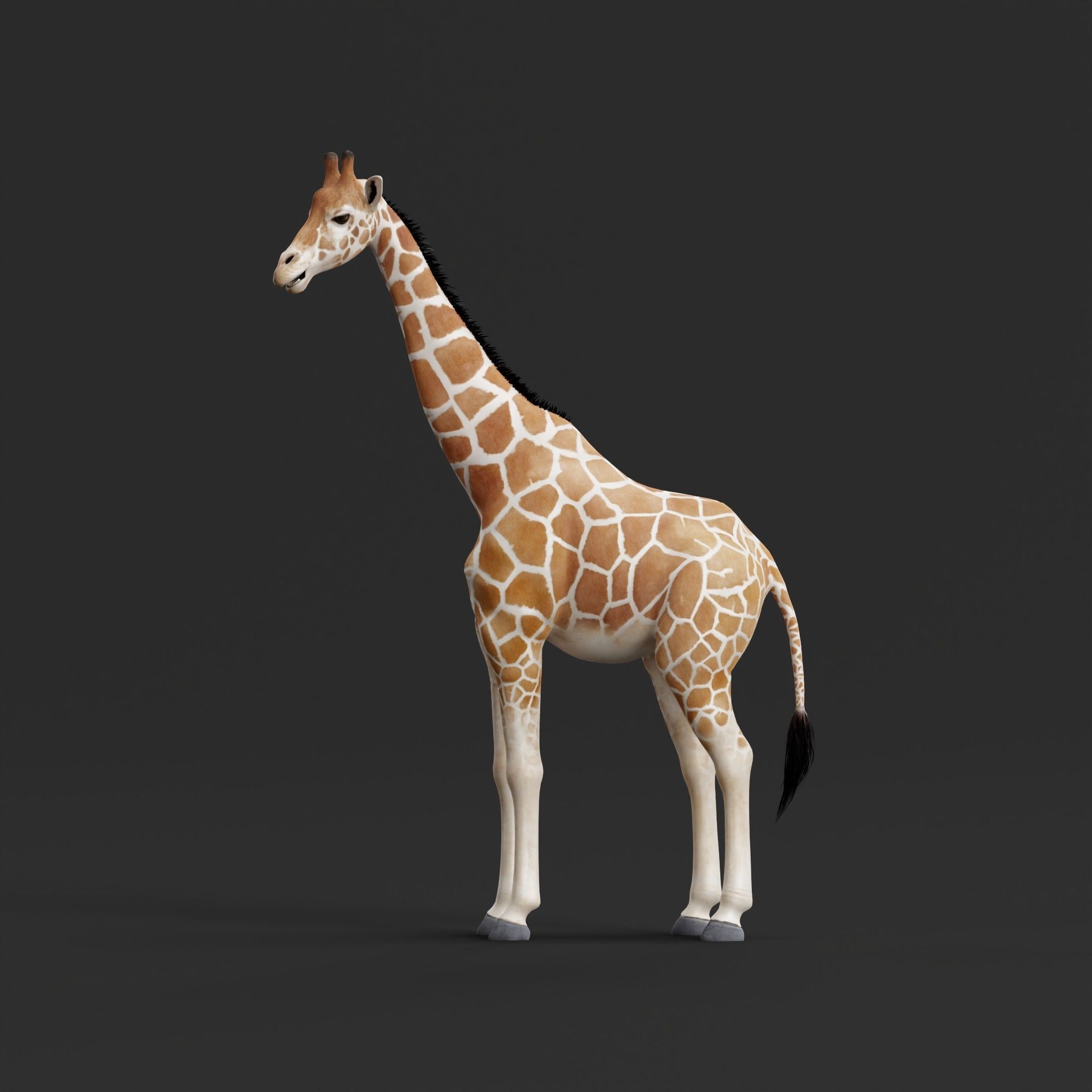 Reticulated Giraffe 3D model_7