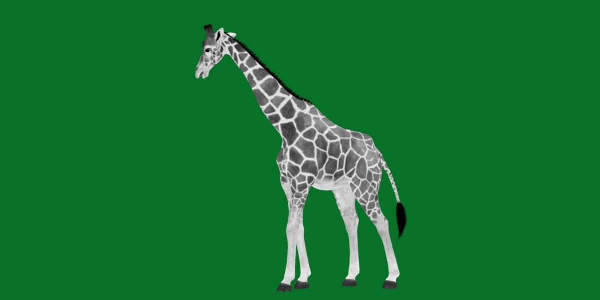 Reticulated Giraffe 3D model_12