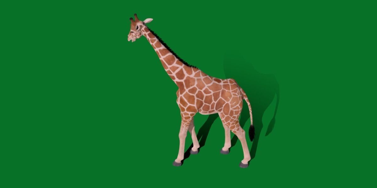 Reticulated Giraffe 3D model_13