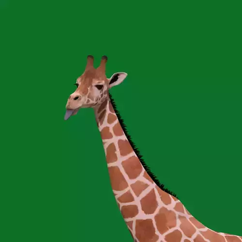 Reticulated Giraffe
