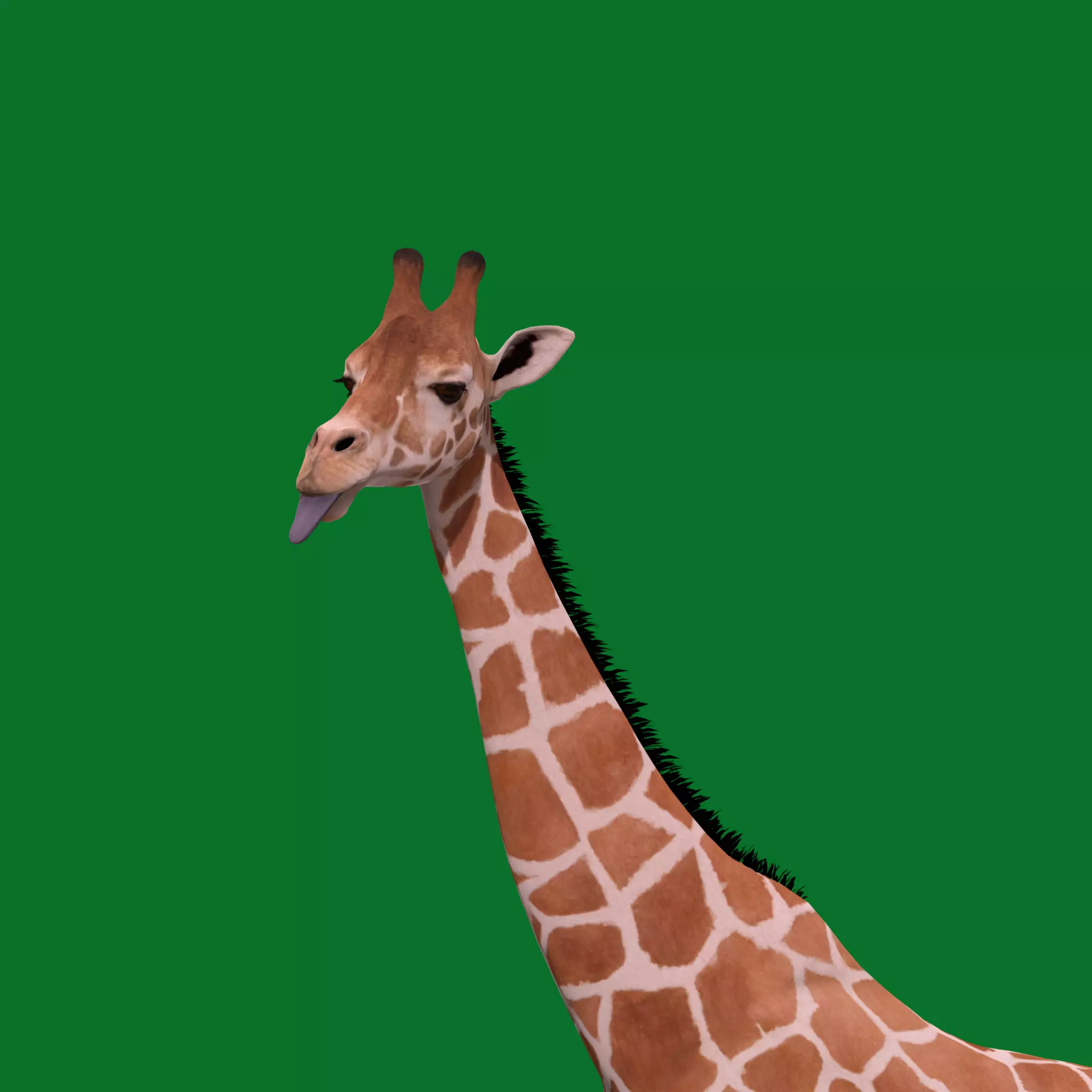Reticulated Giraffe 3D model_0