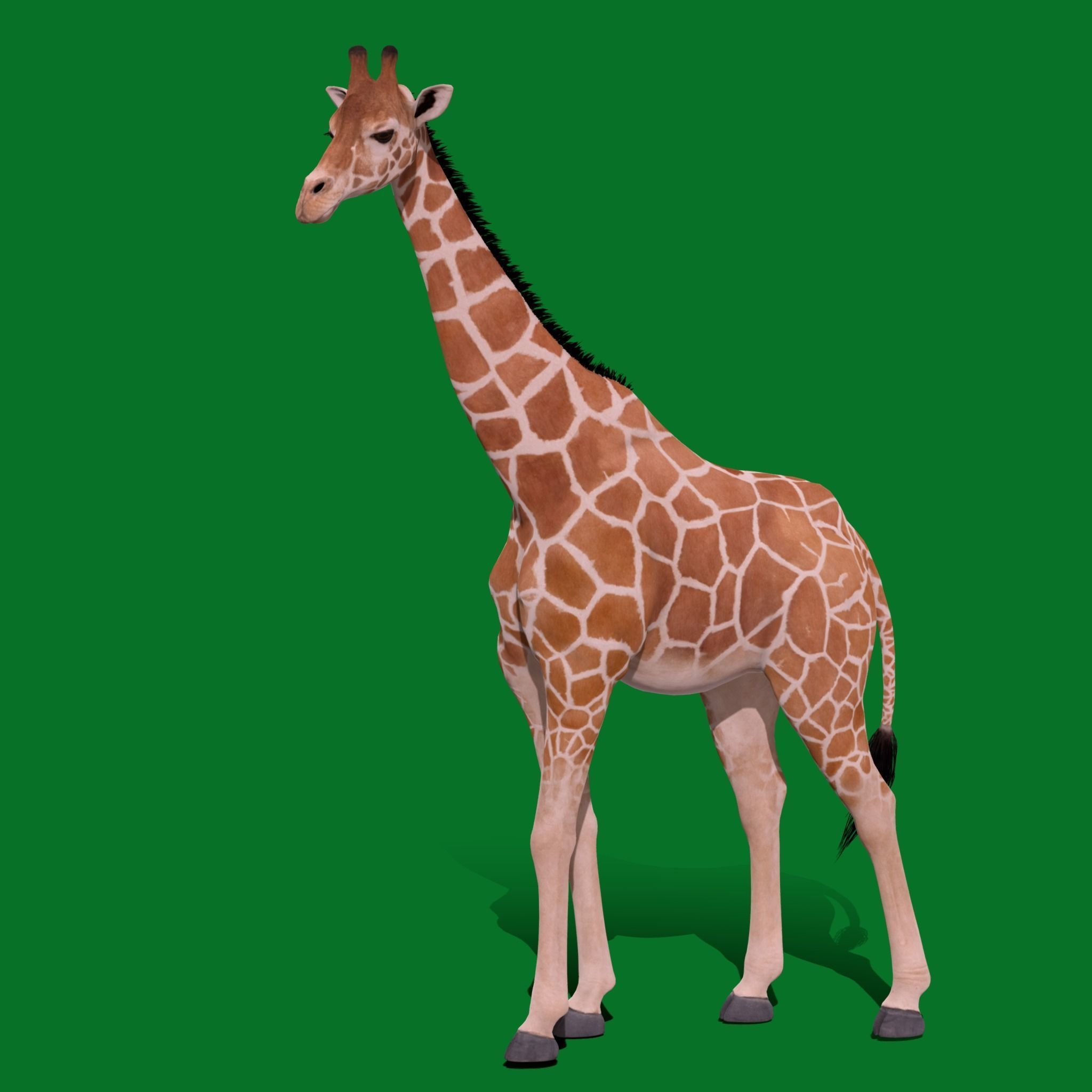Reticulated Giraffe 3D model_19