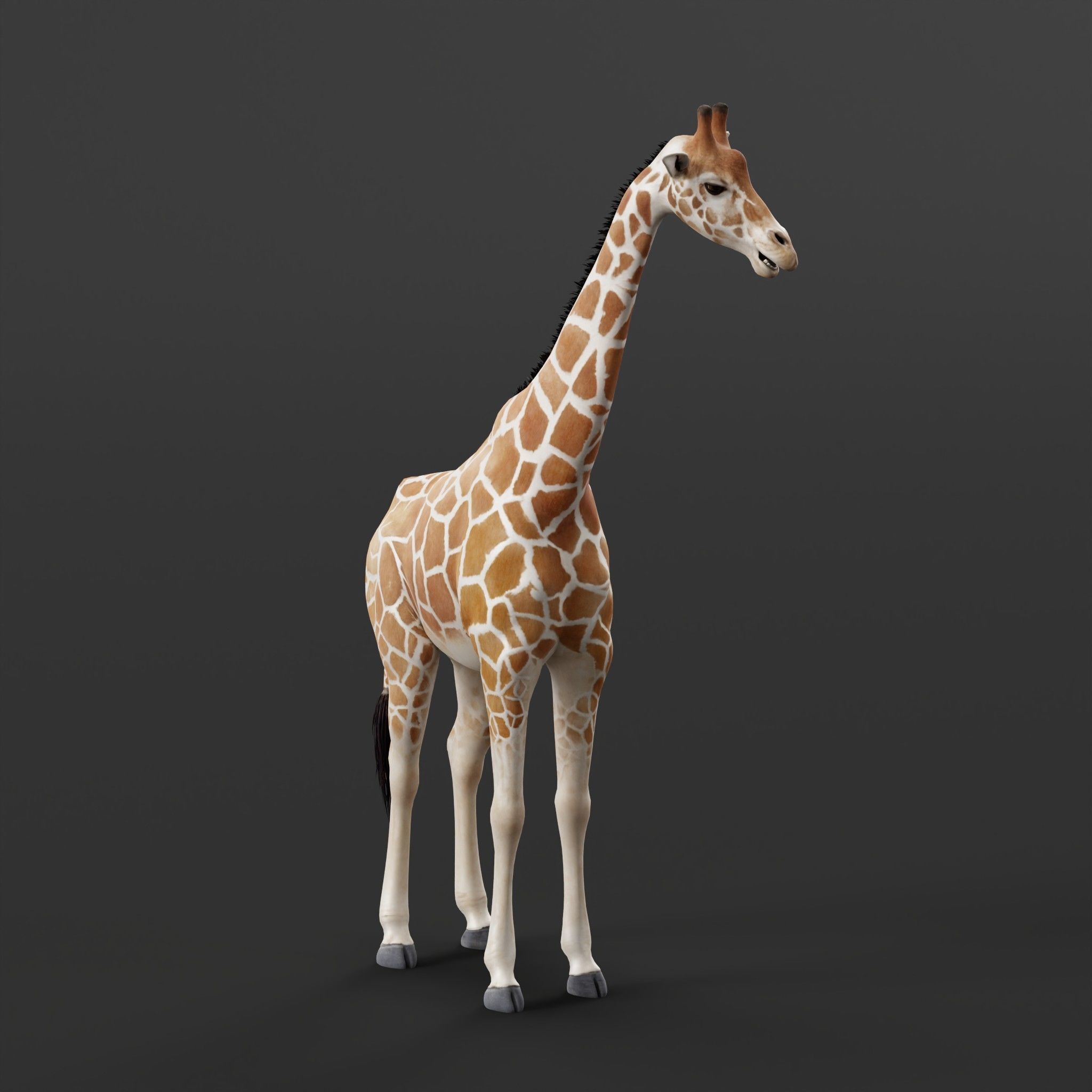 Reticulated Giraffe 3D model_9