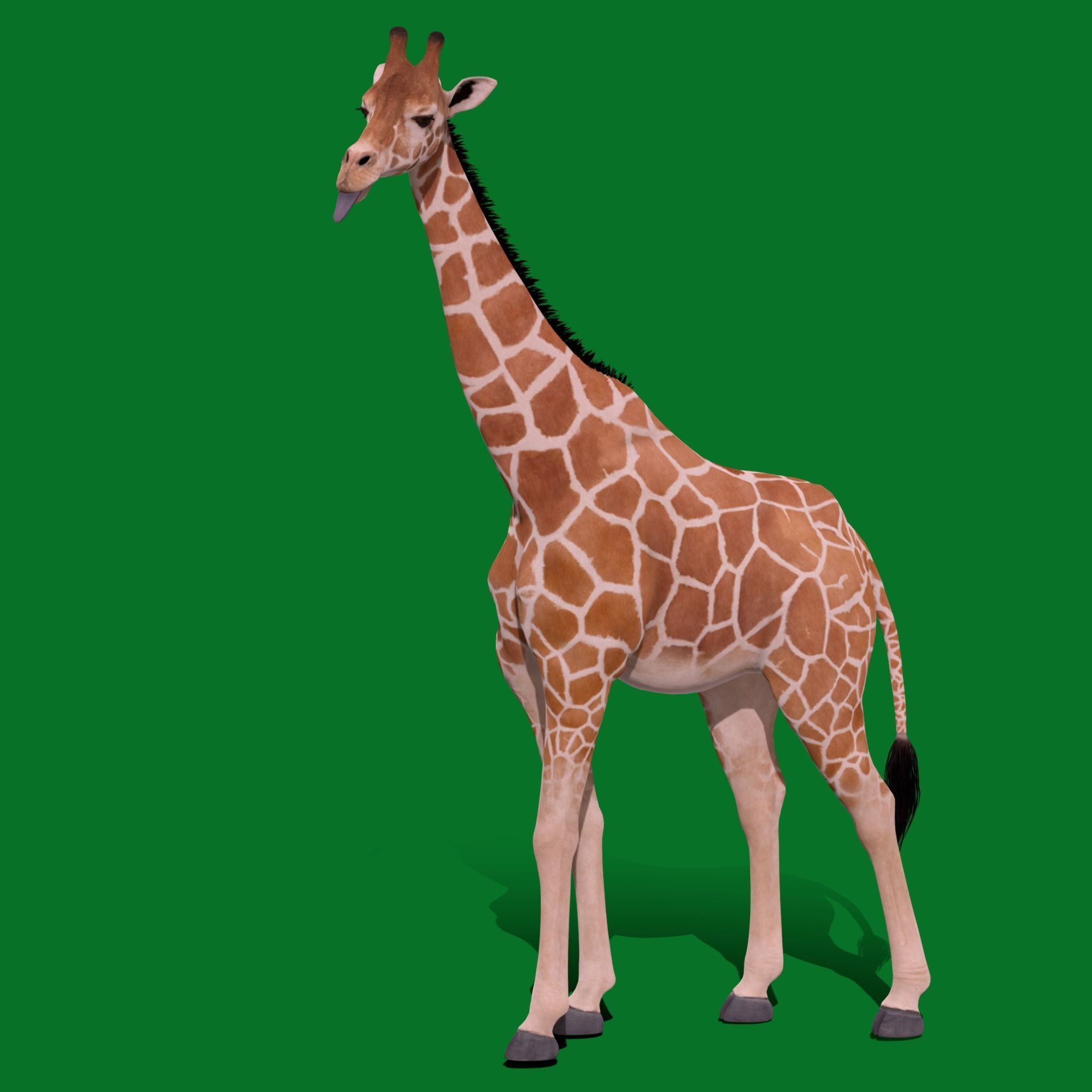 Reticulated Giraffe 3D model_20