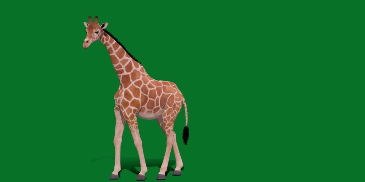 Reticulated Giraffe 3D model_21