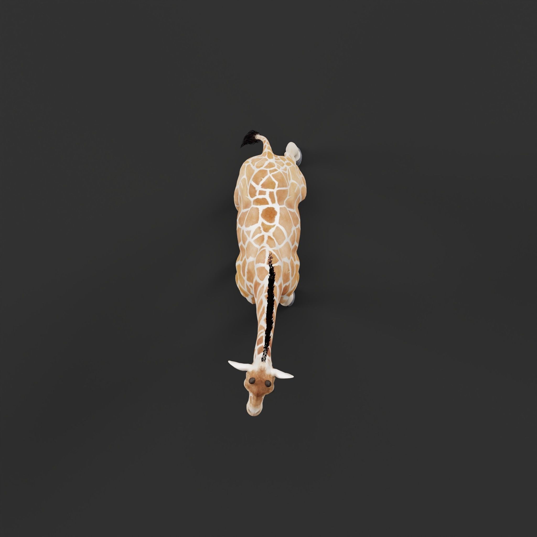 Reticulated Giraffe 3D model_5