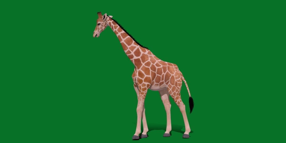 Reticulated Giraffe 3D model_26
