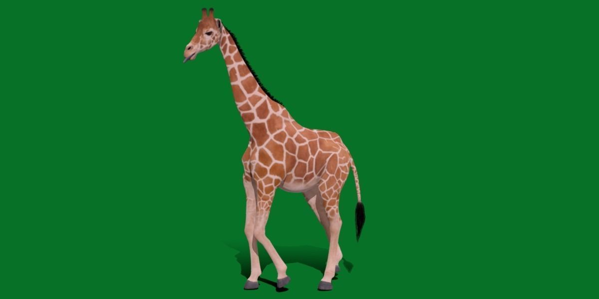 Reticulated Giraffe 3D model_29