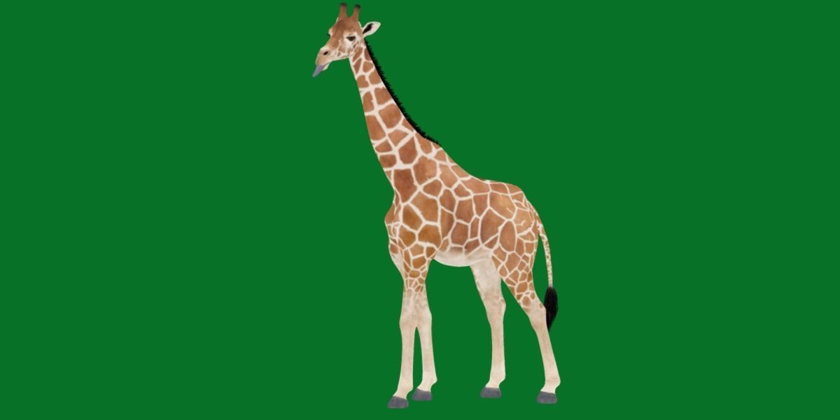 Reticulated Giraffe 3D model_25