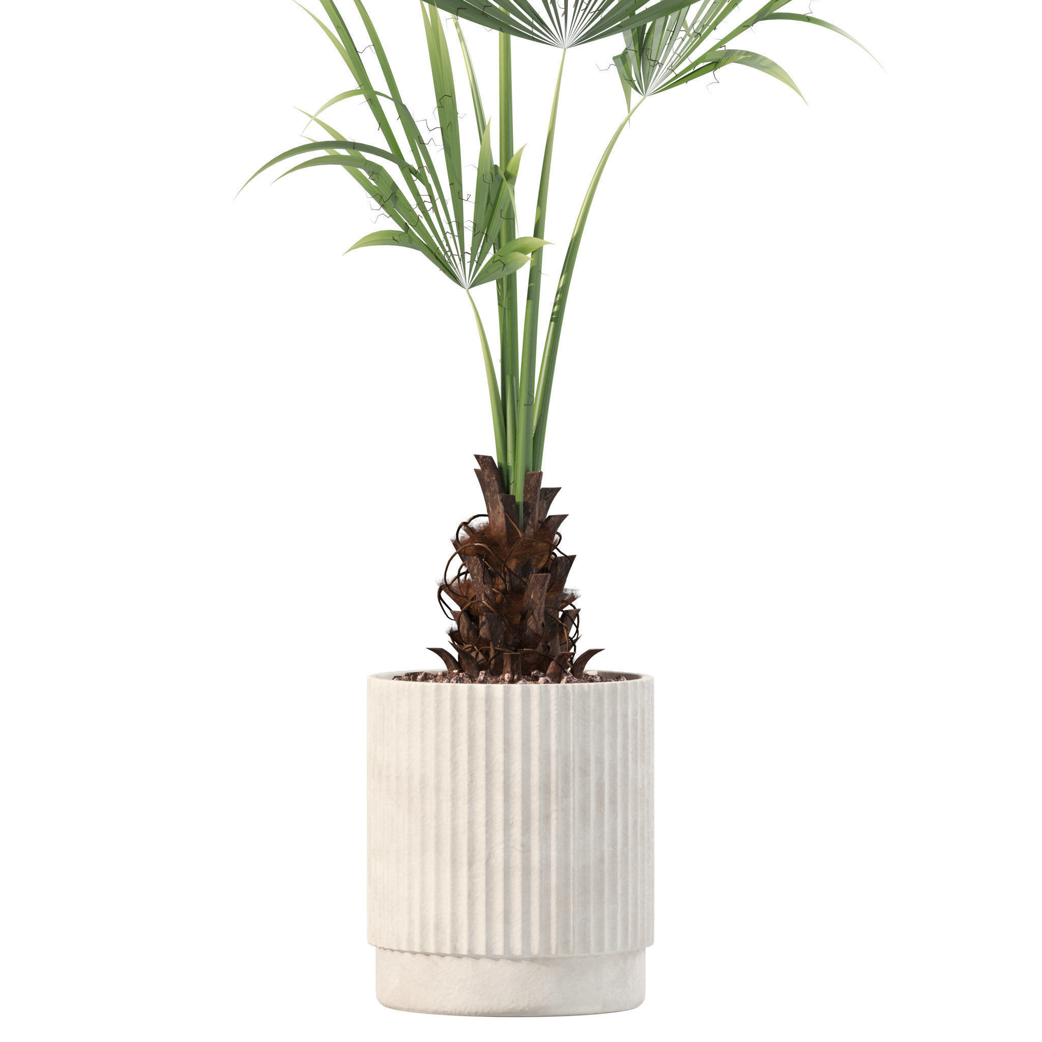 Plants collection 216 - palm grass cactus 3D model_5