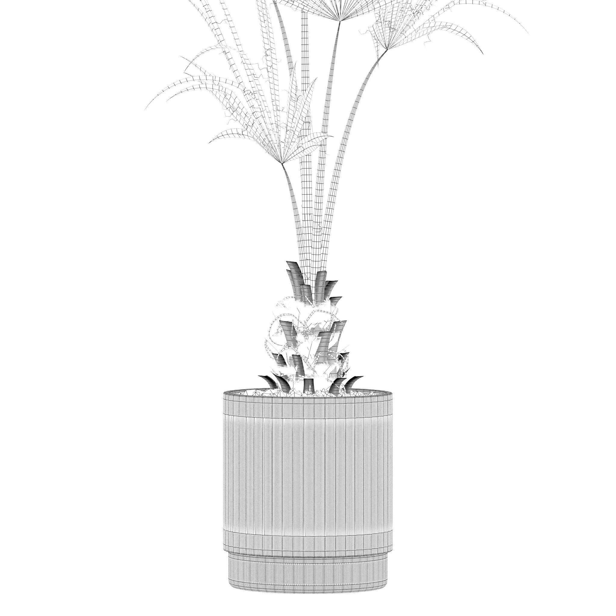 Plants collection 216 - palm grass cactus 3D model_16