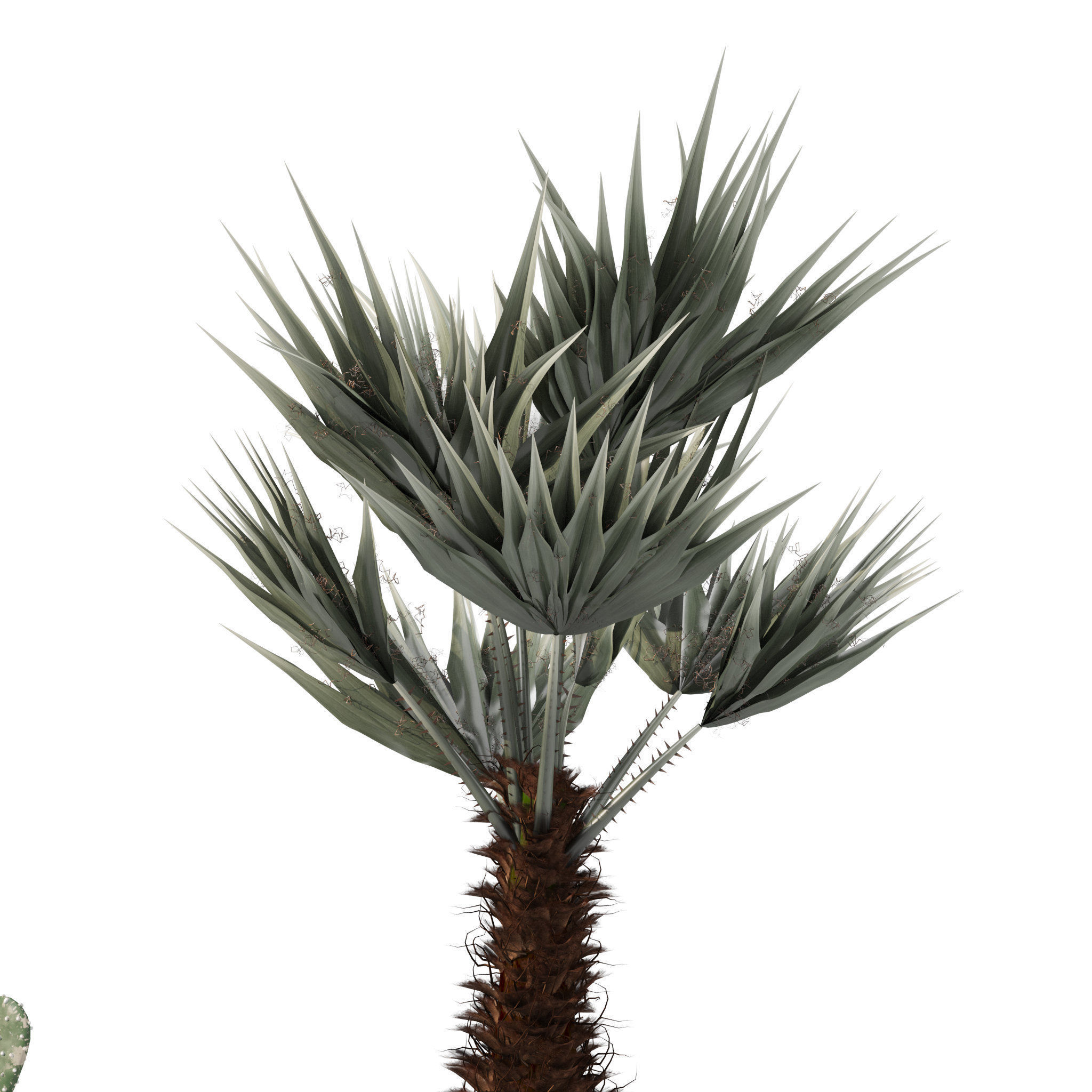 Plants collection 216 - palm grass cactus 3D model_11