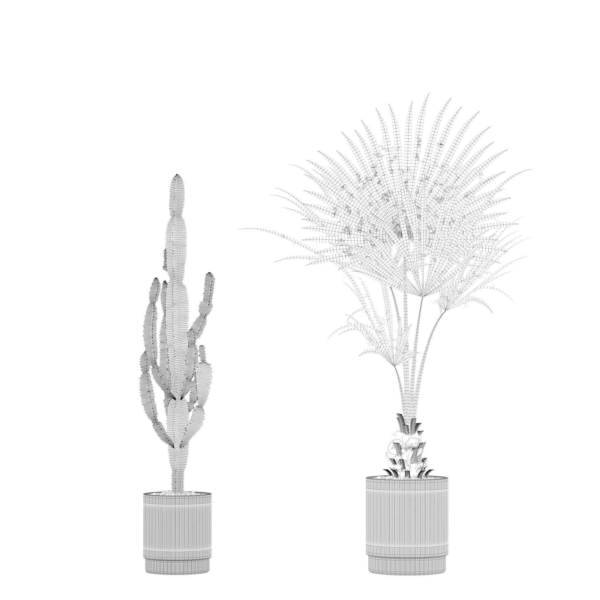 Plants collection 216 - palm grass cactus 3D model_14