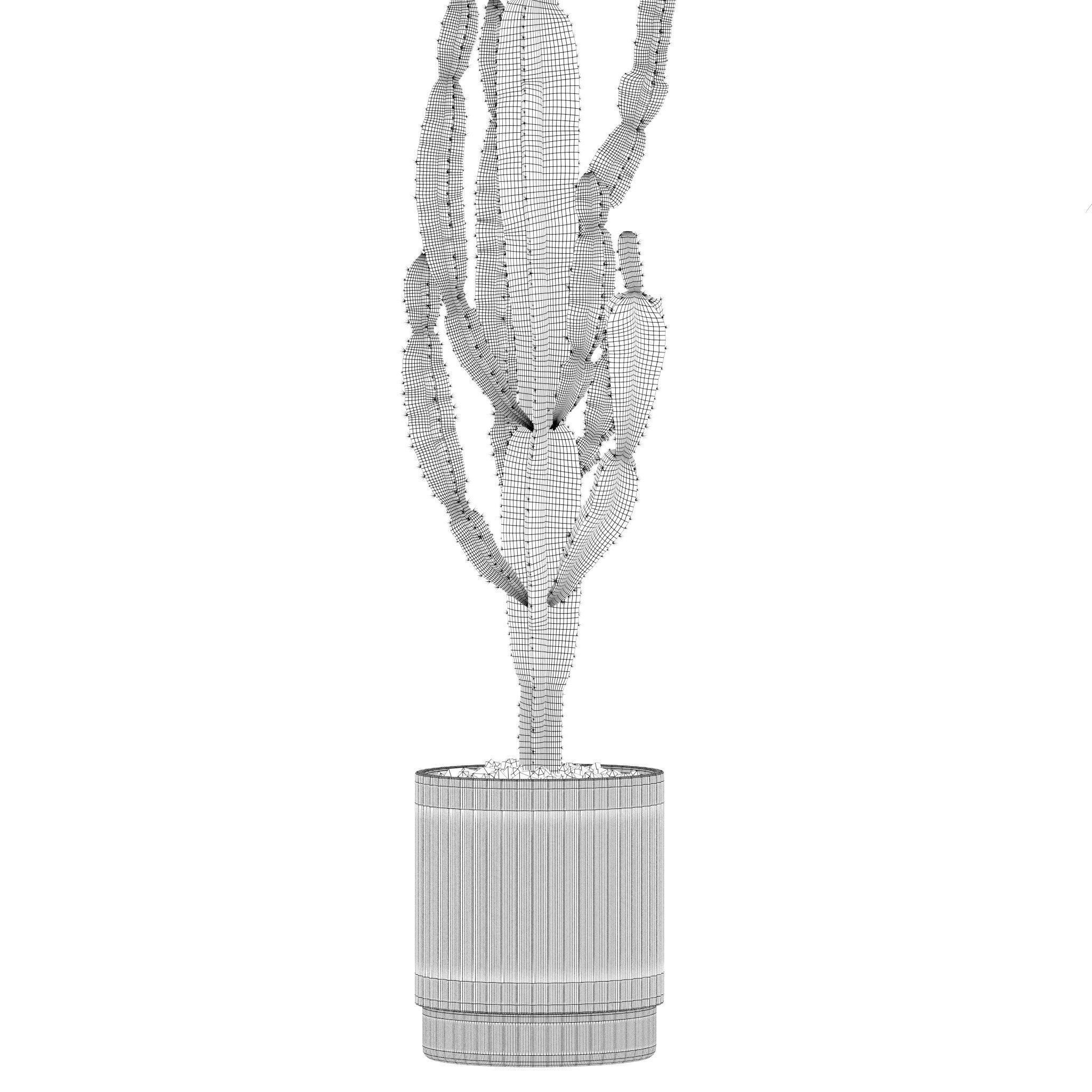 Plants collection 216 - palm grass cactus 3D model_15