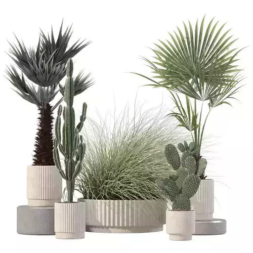 Plants collection 216 - palm grass cactus 3D model