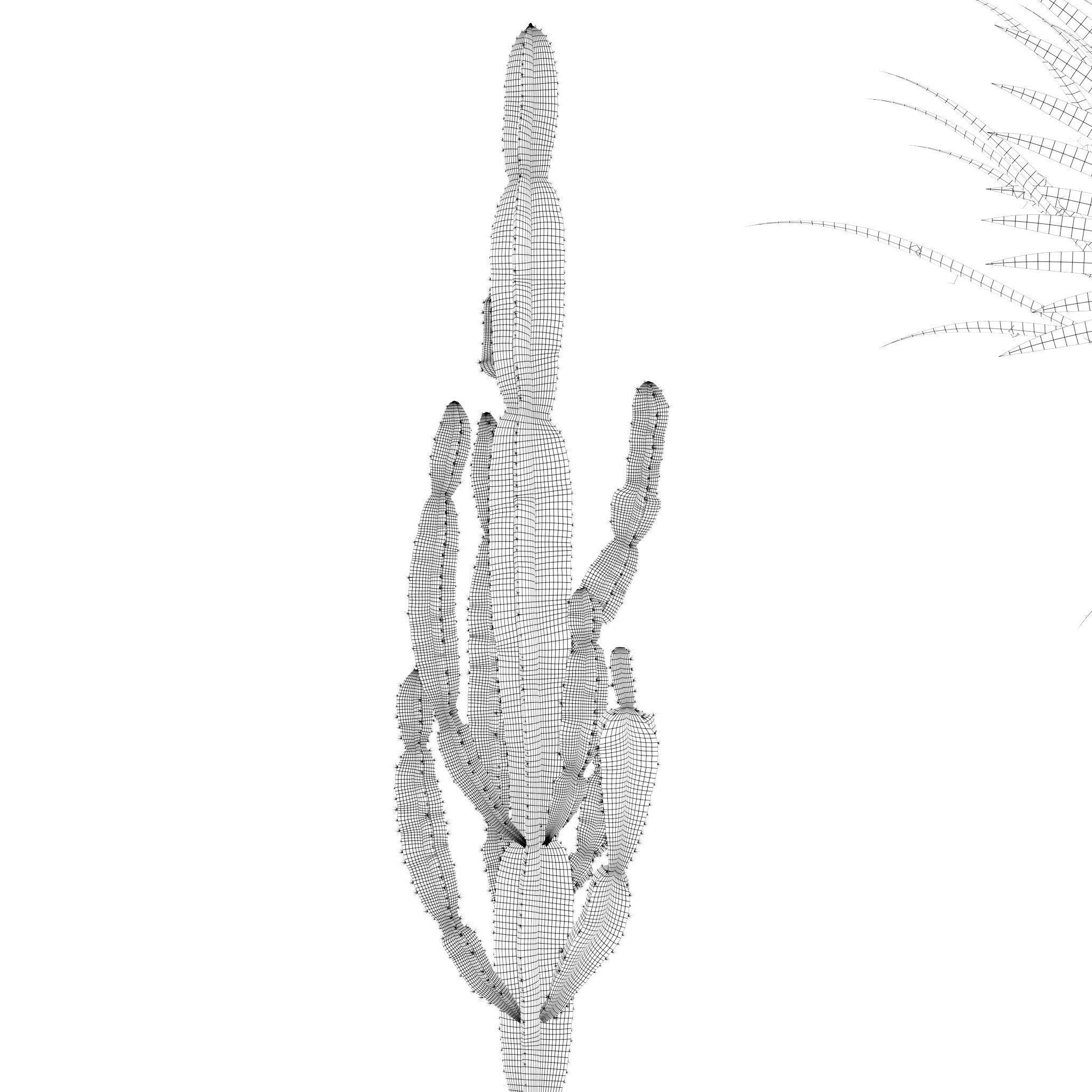 Plants collection 216 - palm grass cactus 3D model_18