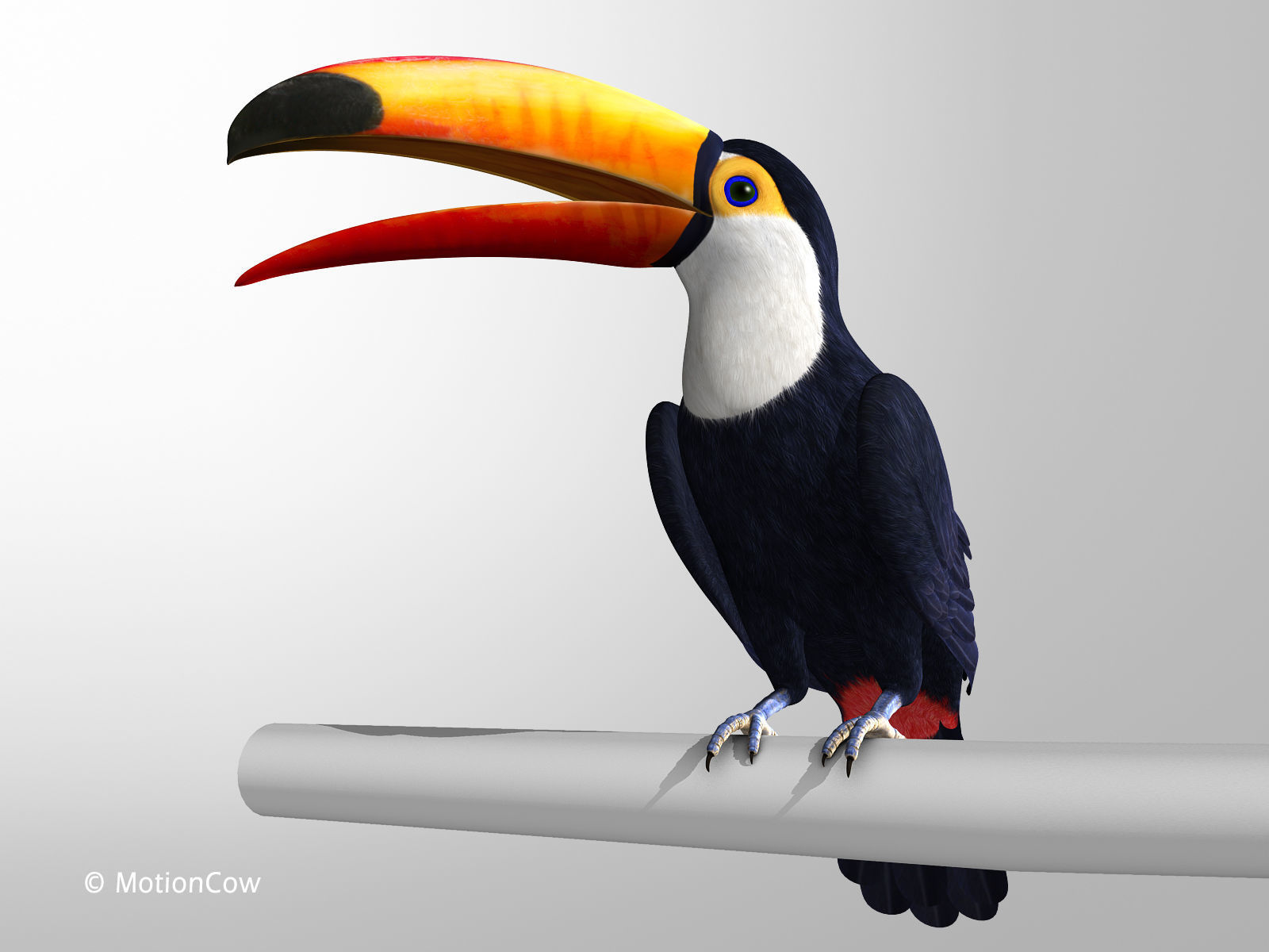 Toucan A - Folded Wings 3D model_9