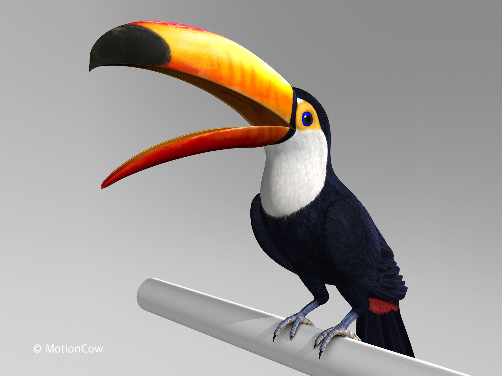 Toucan A - Folded Wings 3D model_1