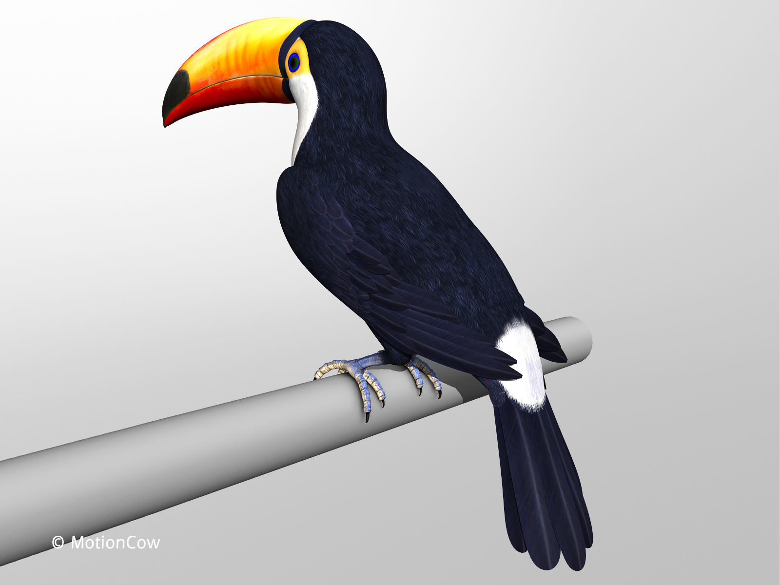 Toucan A - Folded Wings 3D model_4