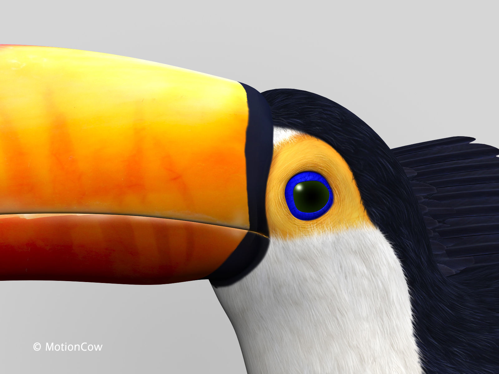 Toucan A - Folded Wings 3D model_8