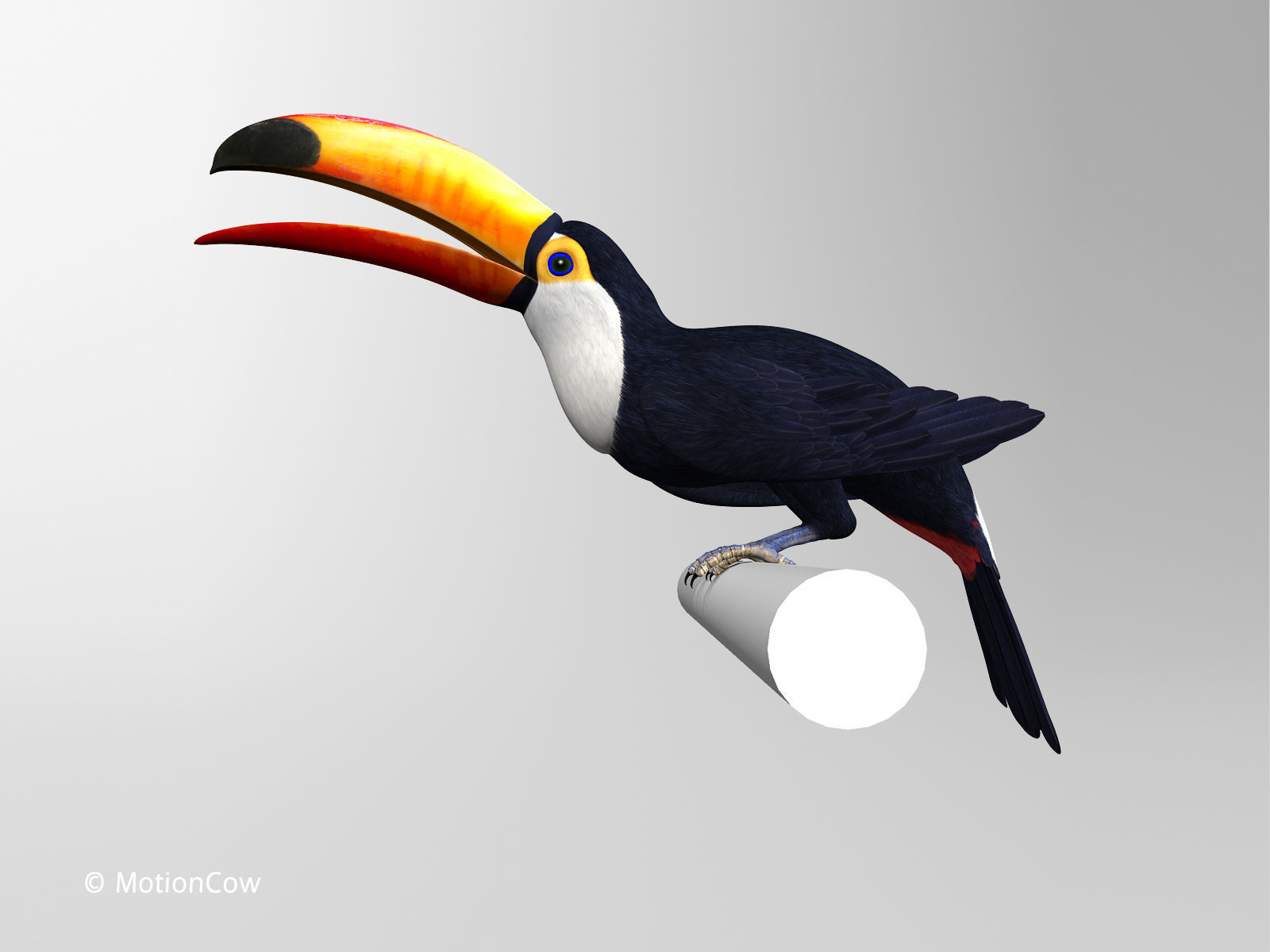 Toucan A - Folded Wings 3D model_5