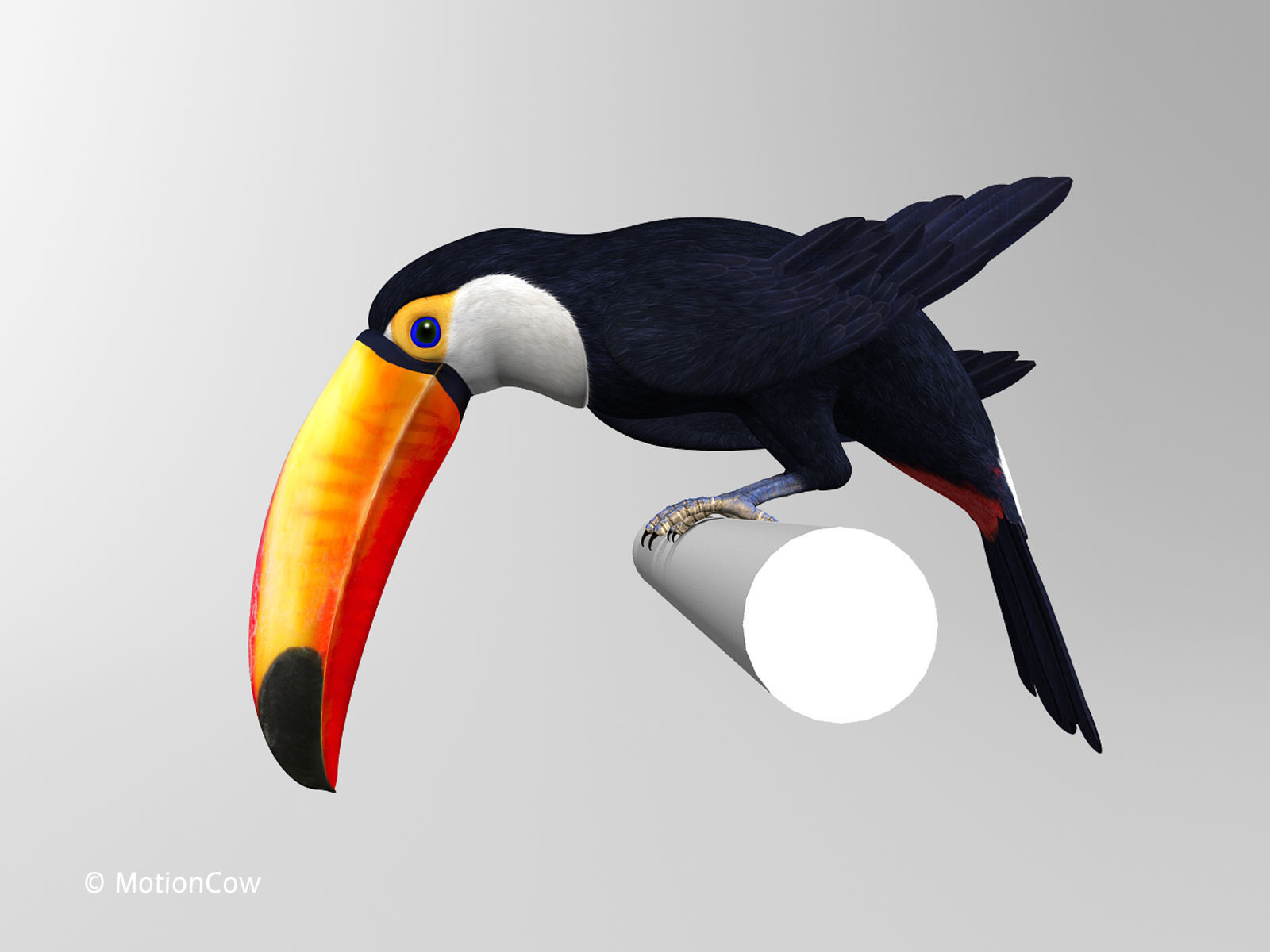 Toucan A - Folded Wings 3D model_6