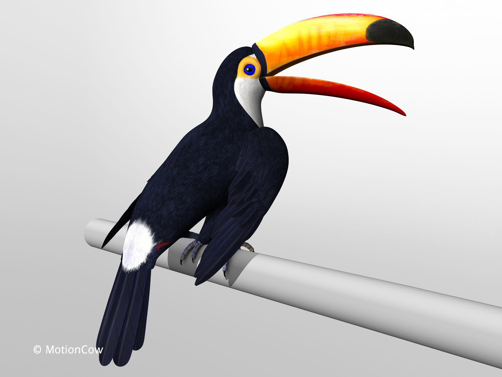 Toucan A - Folded Wings 3D model_3