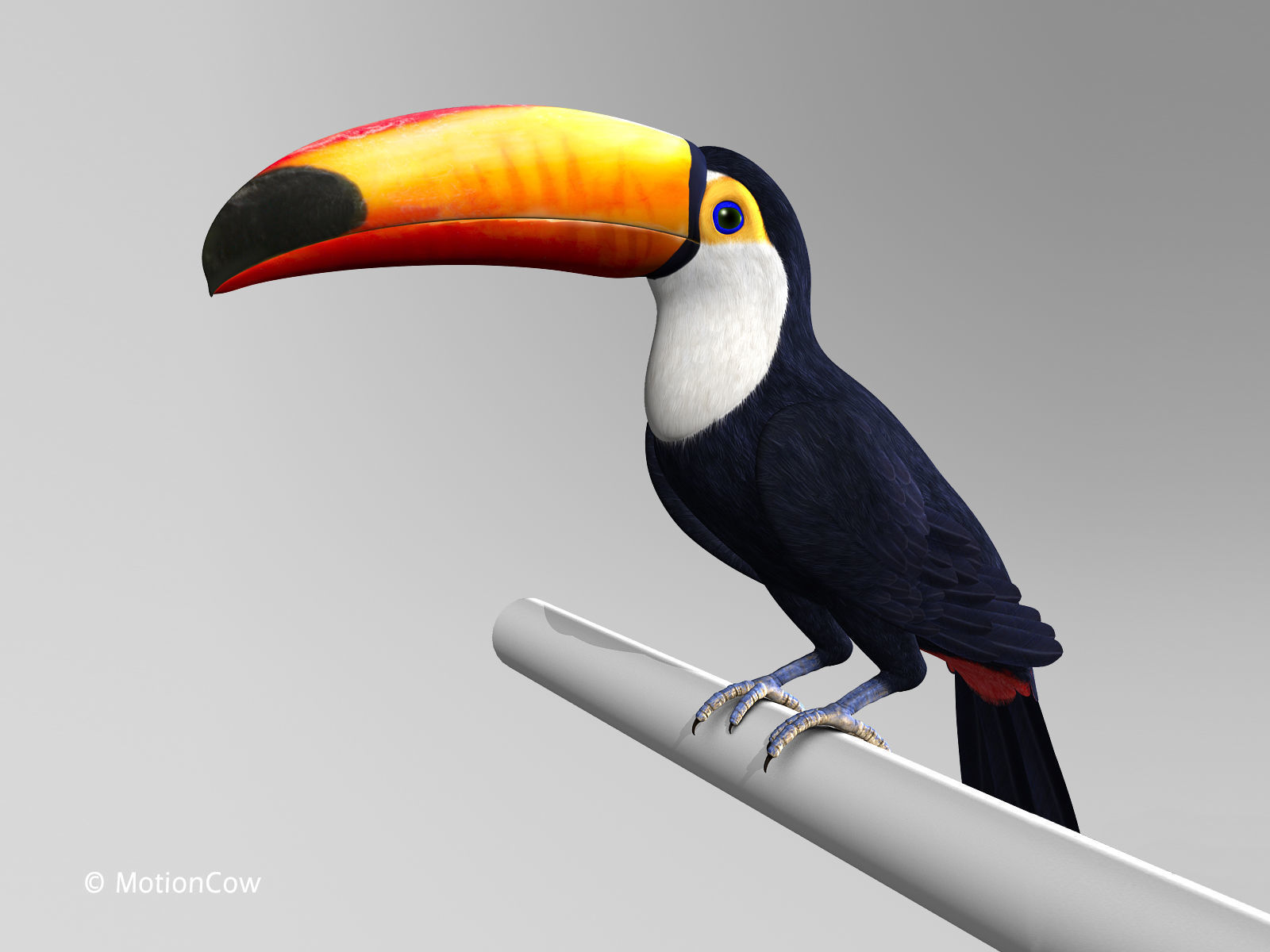 Toucan A - Folded Wings 3D model_2