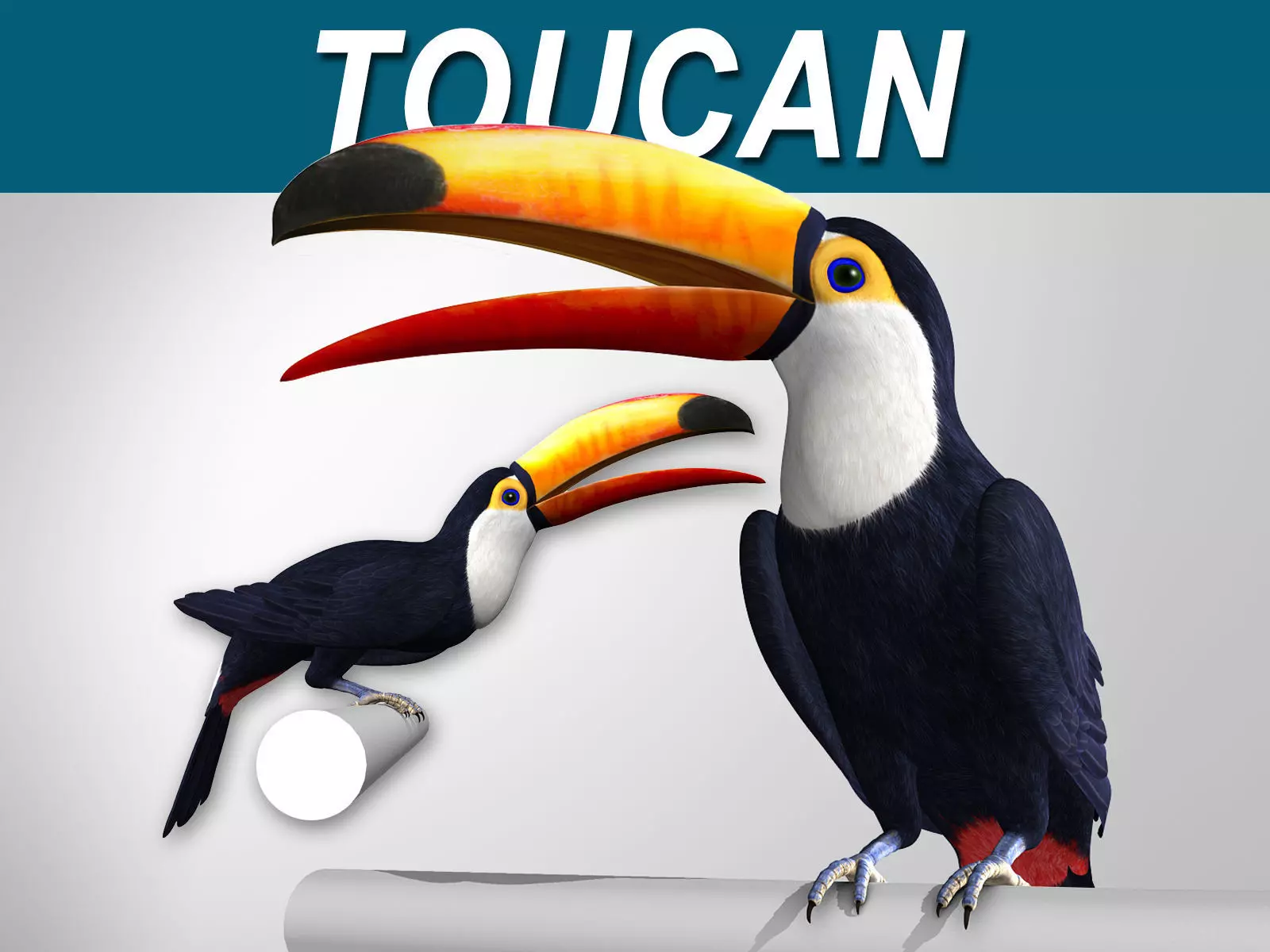 Toucan A - Folded Wings 3D model_0