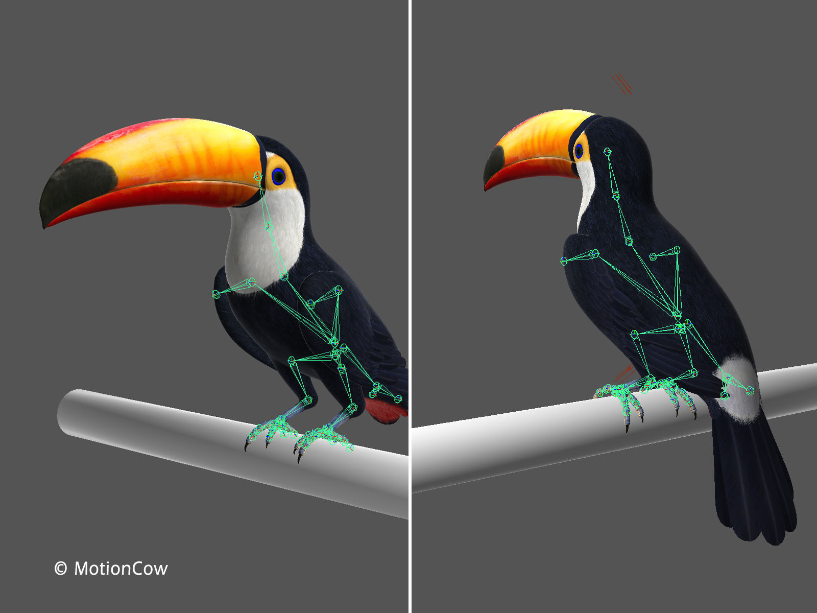Toucan A - Folded Wings 3D model_14
