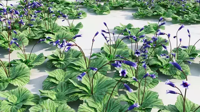 corallodiscus lanuginosus