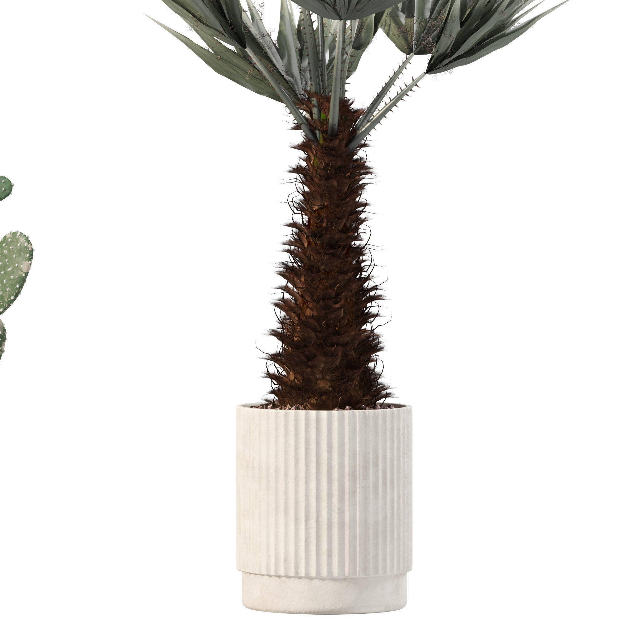 Plants collection 218 - palm grass cactus papirus 3D model_7